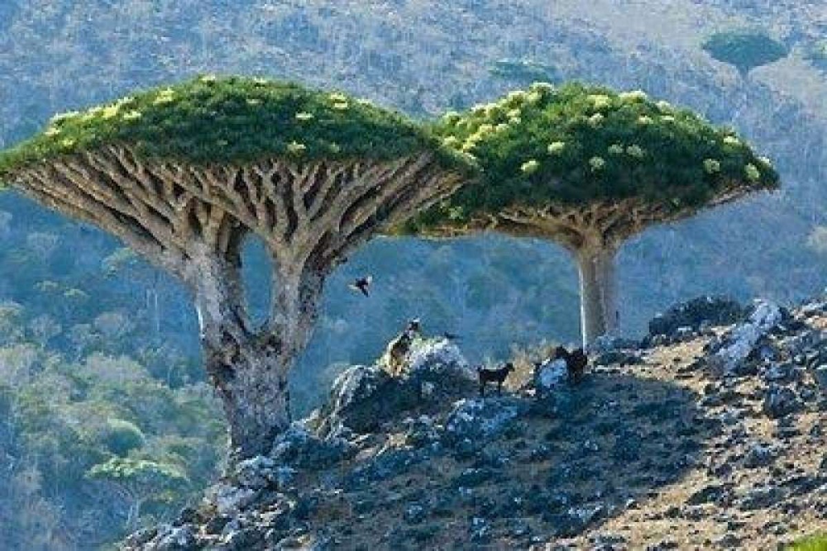 The body of a citizen was found hanged in Socotra