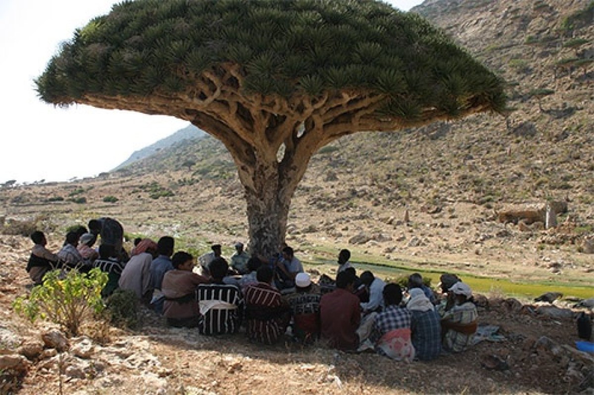 The Governor of Socotra issues a decision banning the entry of khat