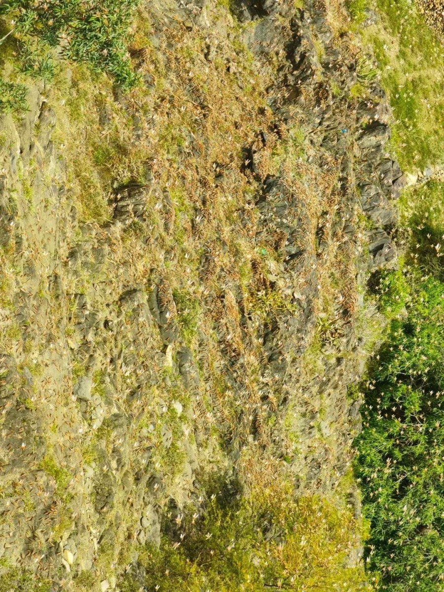 Lahj.. Locust swarms attack the Rakhma Bayafa area