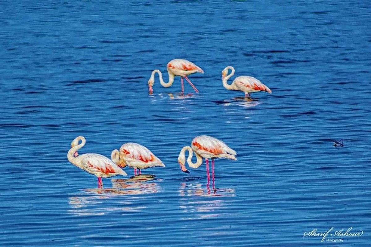 Large numbers of flamingos arrive at Swan Lake in Aden