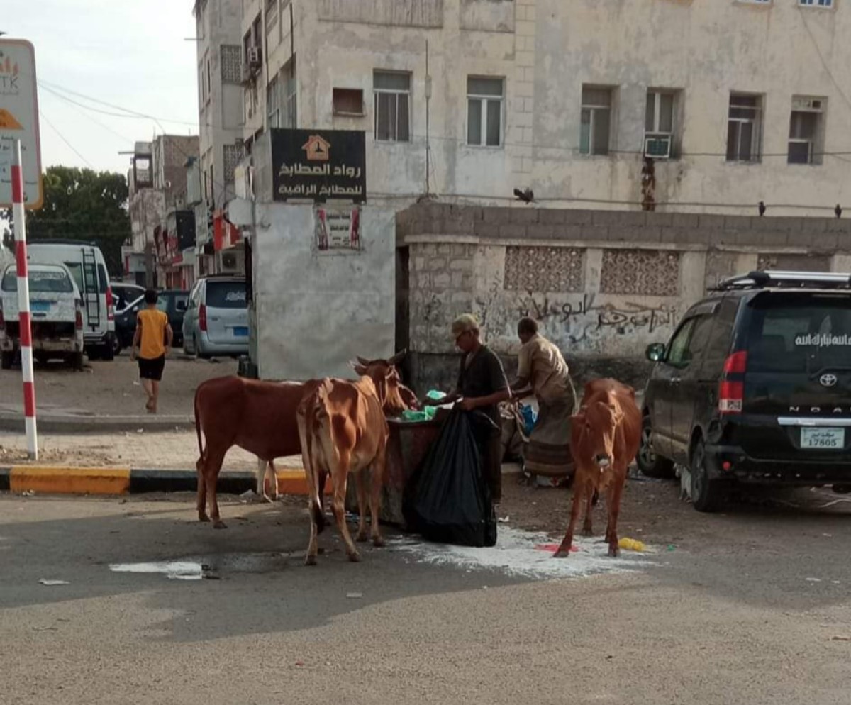 Spread of cows on the main Mansoura Street in Aden