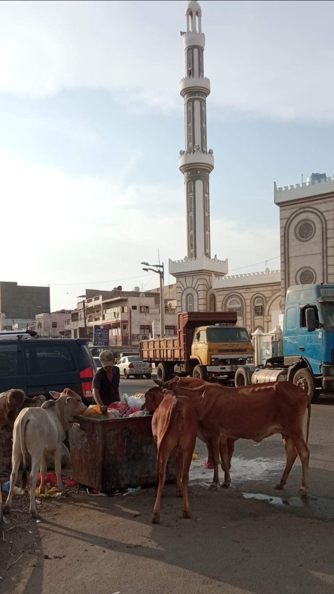 Spread of cows on the main Mansoura Street in Aden