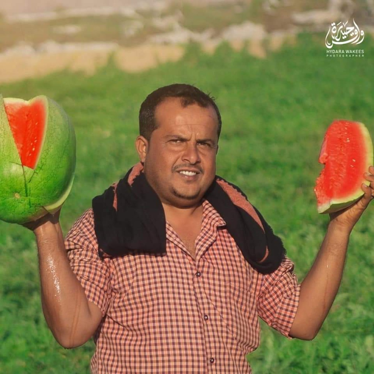 The start of the watermelon harvest in the central regions of Abyan