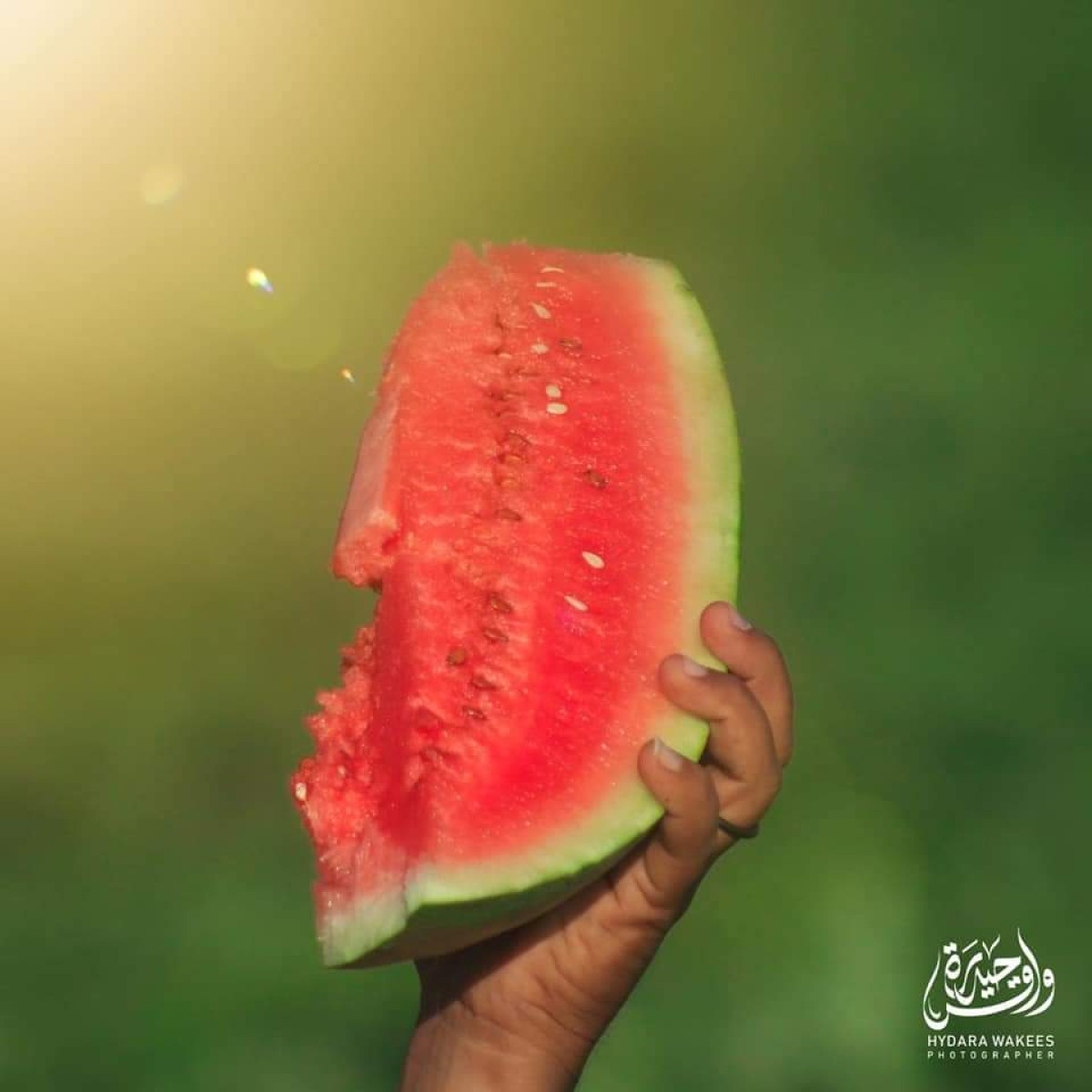 The start of the watermelon harvest in the central regions of Abyan