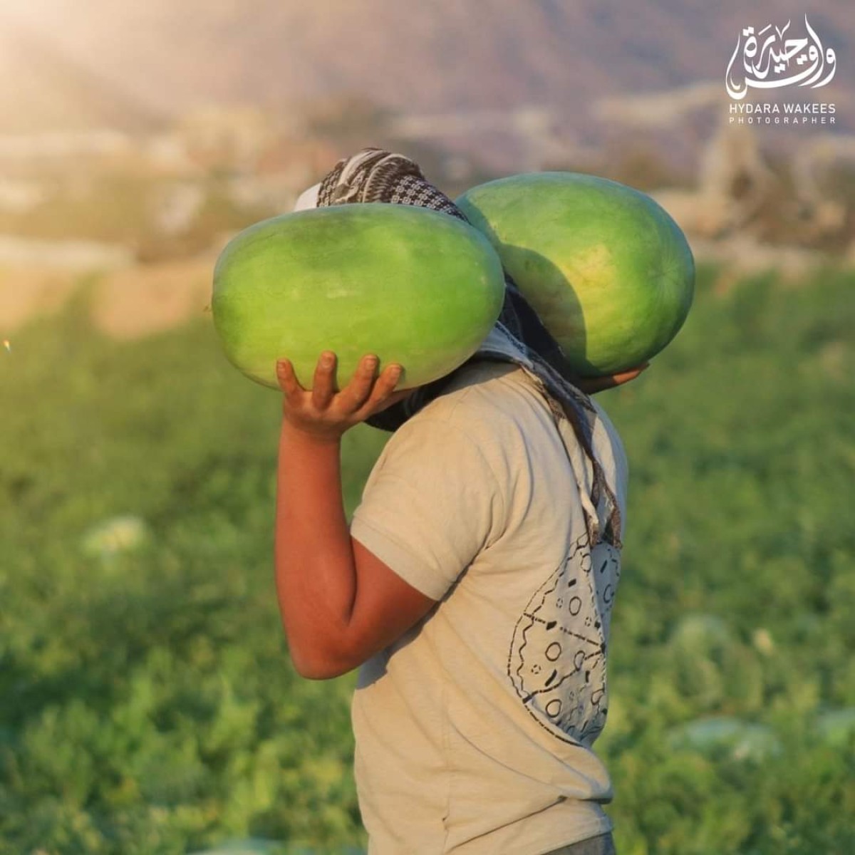 بدء جني حصاد البطيخ (الحبحب) في المناطق الوسطى بأبين