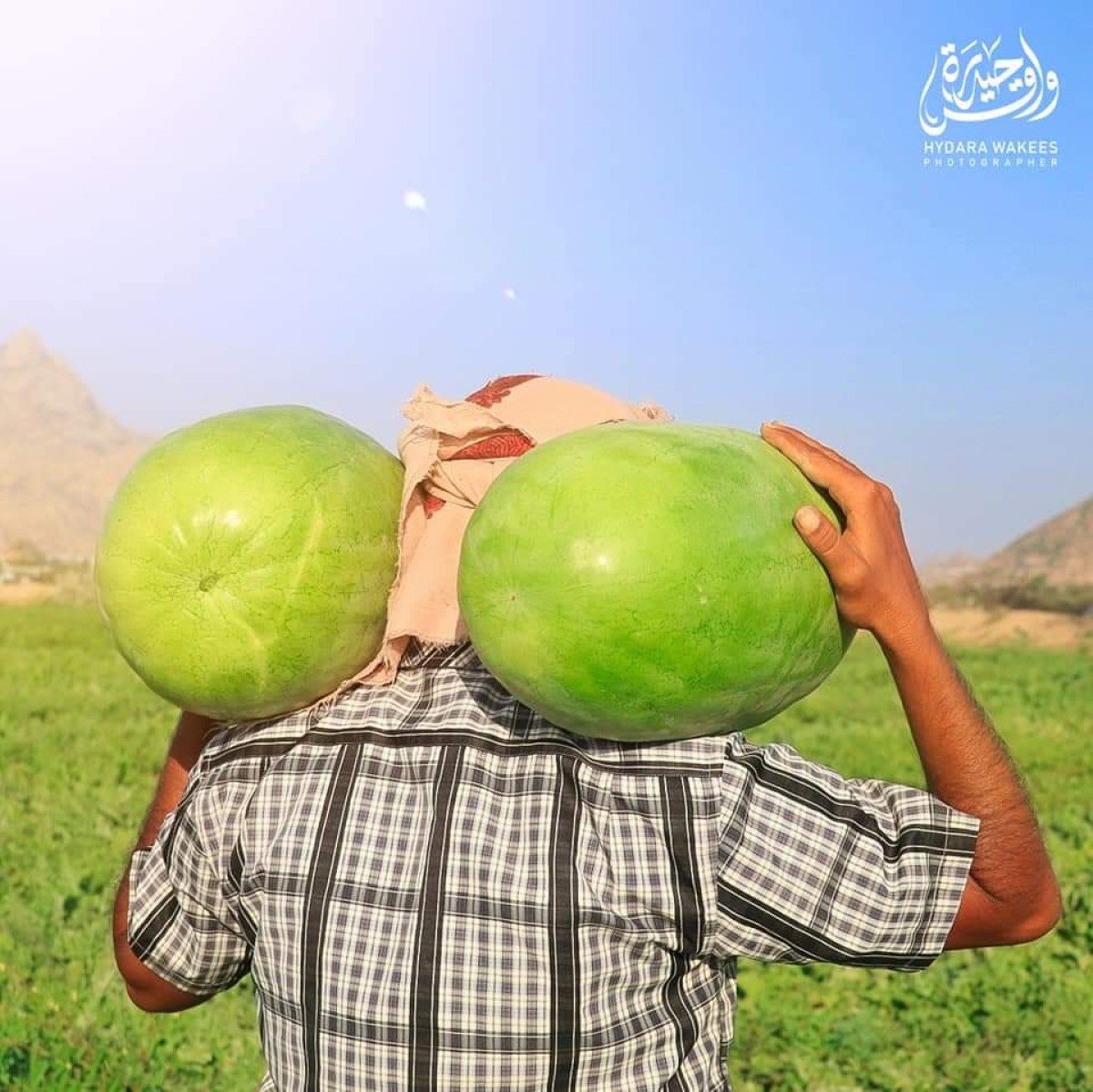 The start of the watermelon harvest in the central regions of Abyan