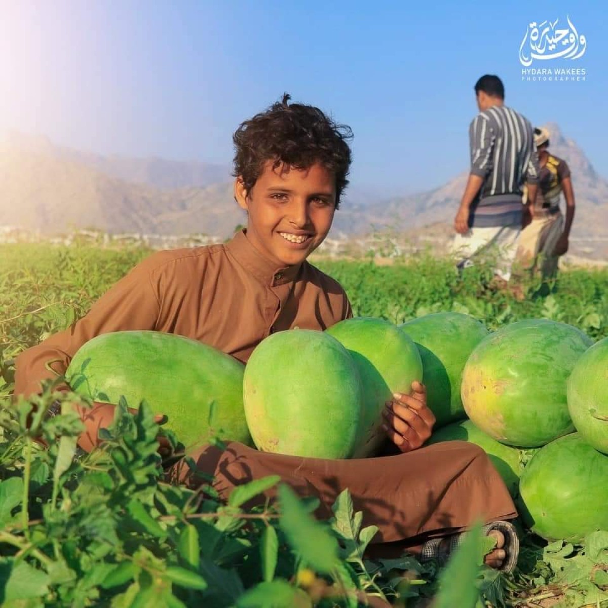 The start of the watermelon harvest in the central regions of Abyan