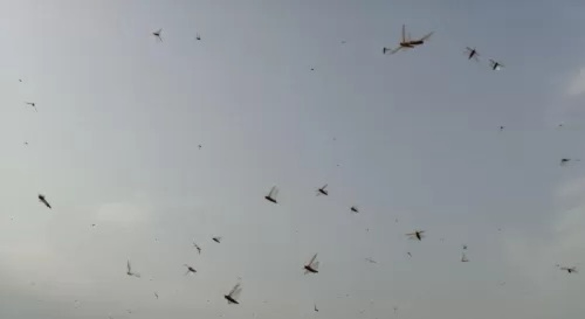 FAO: The threat of desert locust spread in the Tihama Plain and the Red Sea coast is increasing