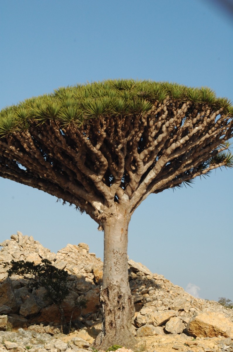 The revival of tourism in the Socotra Archipelago, the southern tourism destination