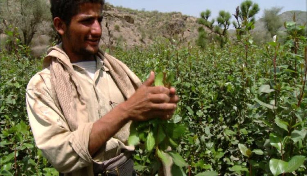 The owner of a “Qat” farm was killed in Amran