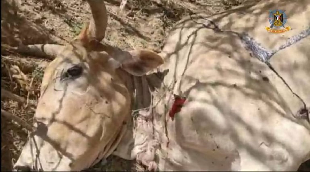 Damage to humans and animals.. The Houthi militia targets northern Al-Dhalea (photos)