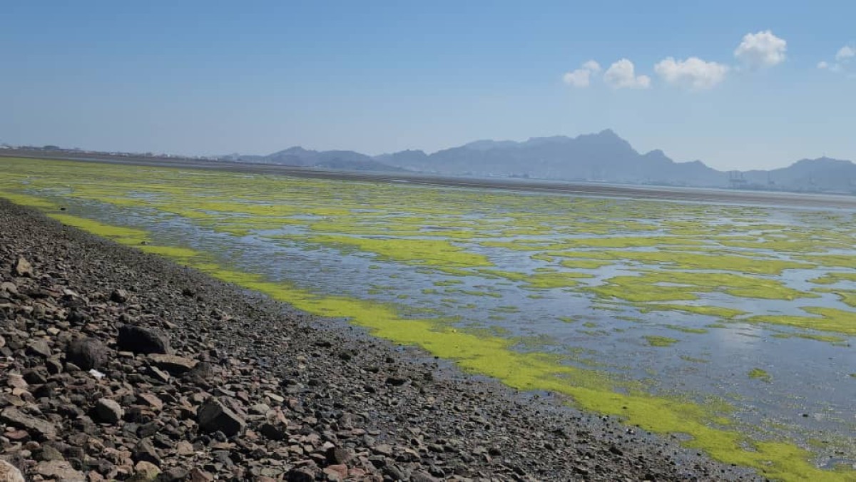 The appearance of algae and waste in the salt ponds of the Pelican Reserve heralds an environmental disaster