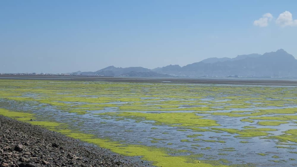 The appearance of algae and waste in the salt ponds of the Pelican Reserve heralds an environmental disaster