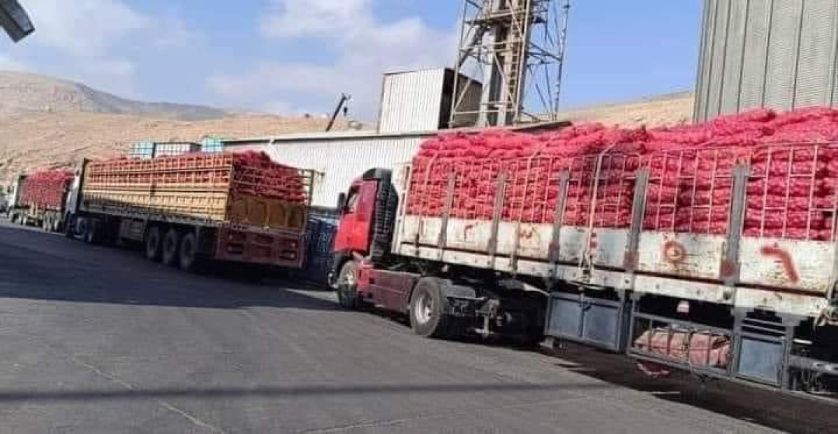 Agriculture decides to stop exporting the onion crop outside the country