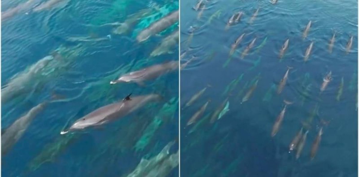 Watch...the appearance of baby spotted dolphins in the Red Sea