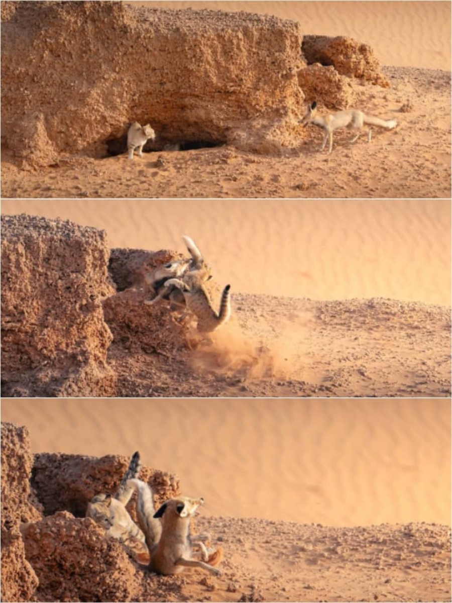 In Saudi Arabia.. a photographer documents the revenge of a “cute” sand cat against a fox that entered his den