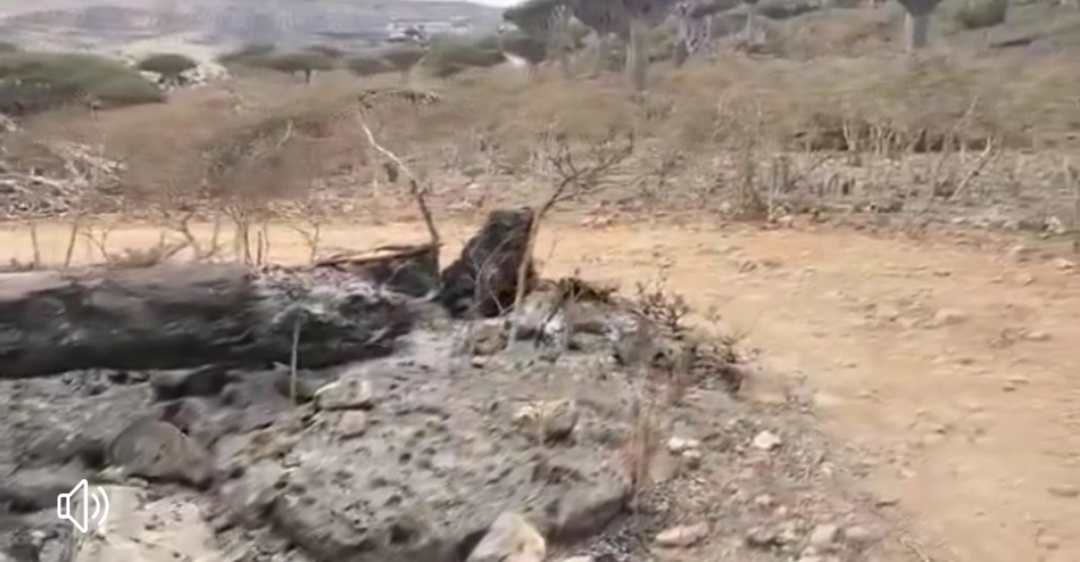 Socotra.. A fire devours the two brothers' blood trees in the Farmahin Reserve