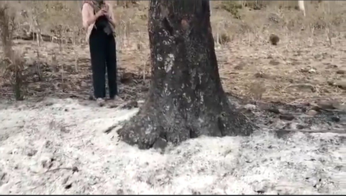 Socotra.. A fire devours the two brothers' blood trees in the Farmahin Reserve