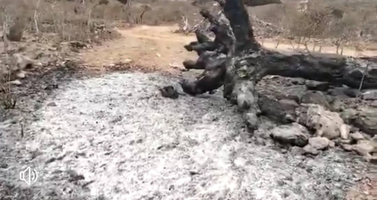 Socotra.. A fire devours the two brothers' blood trees in the Farmahin Reserve