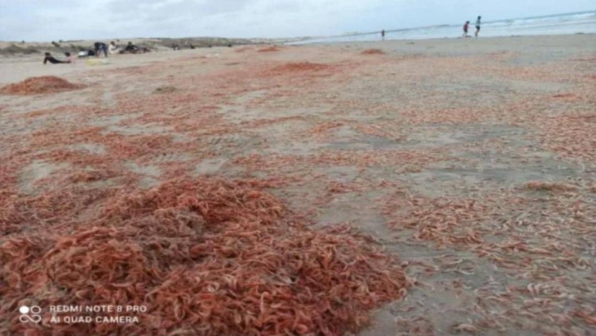 Shrimp have died in large quantities in Hadramaut, and the Minister of Agriculture directs the formation of a committee