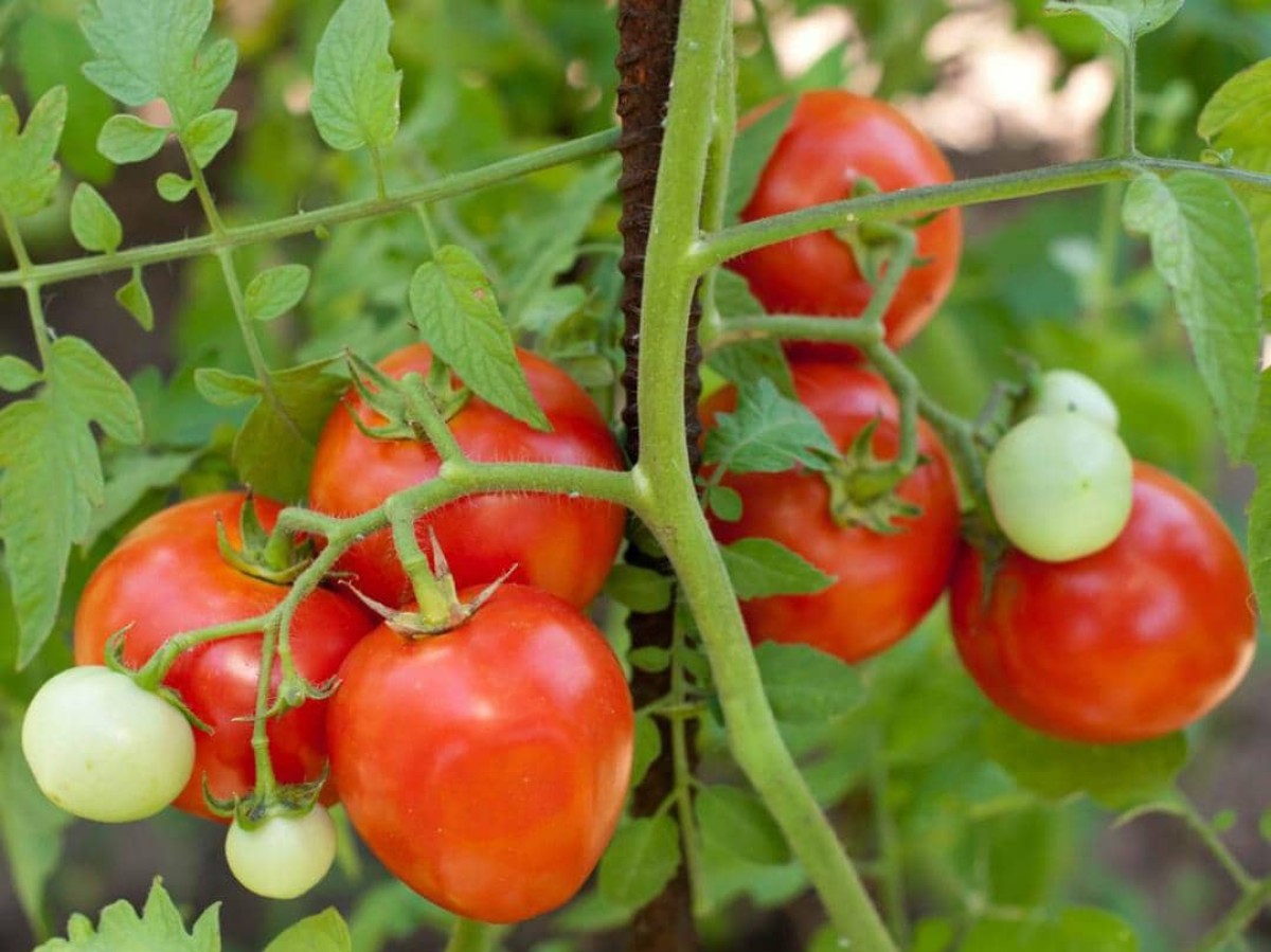 Ibb.. widespread dissatisfaction and ridicule over the Houthi trial of two brothers on charges of stealing “2 kilos” of tomatoes