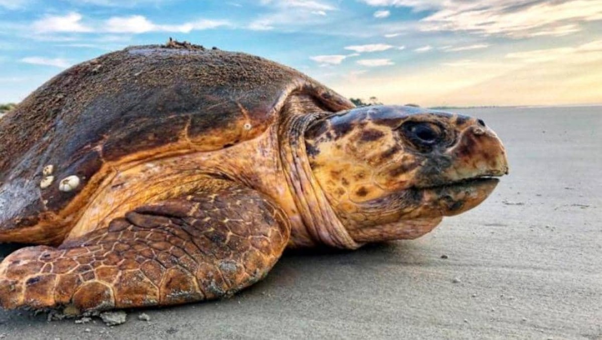 Male turtles face extinction in Yemen