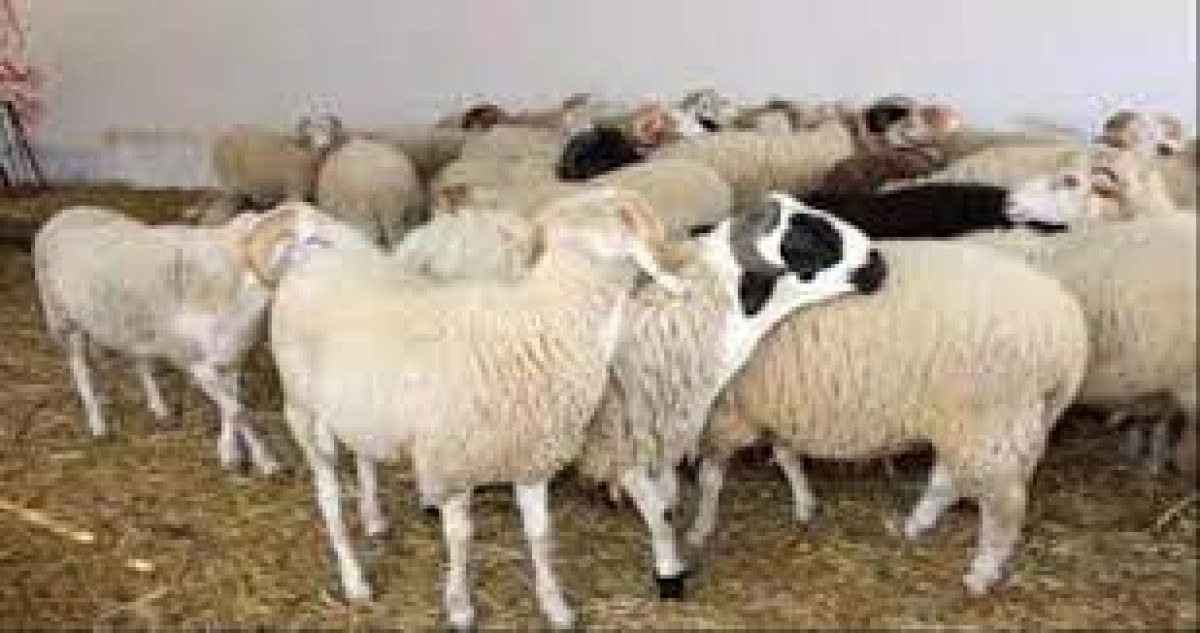 Local livestock prices in the central market in Aden