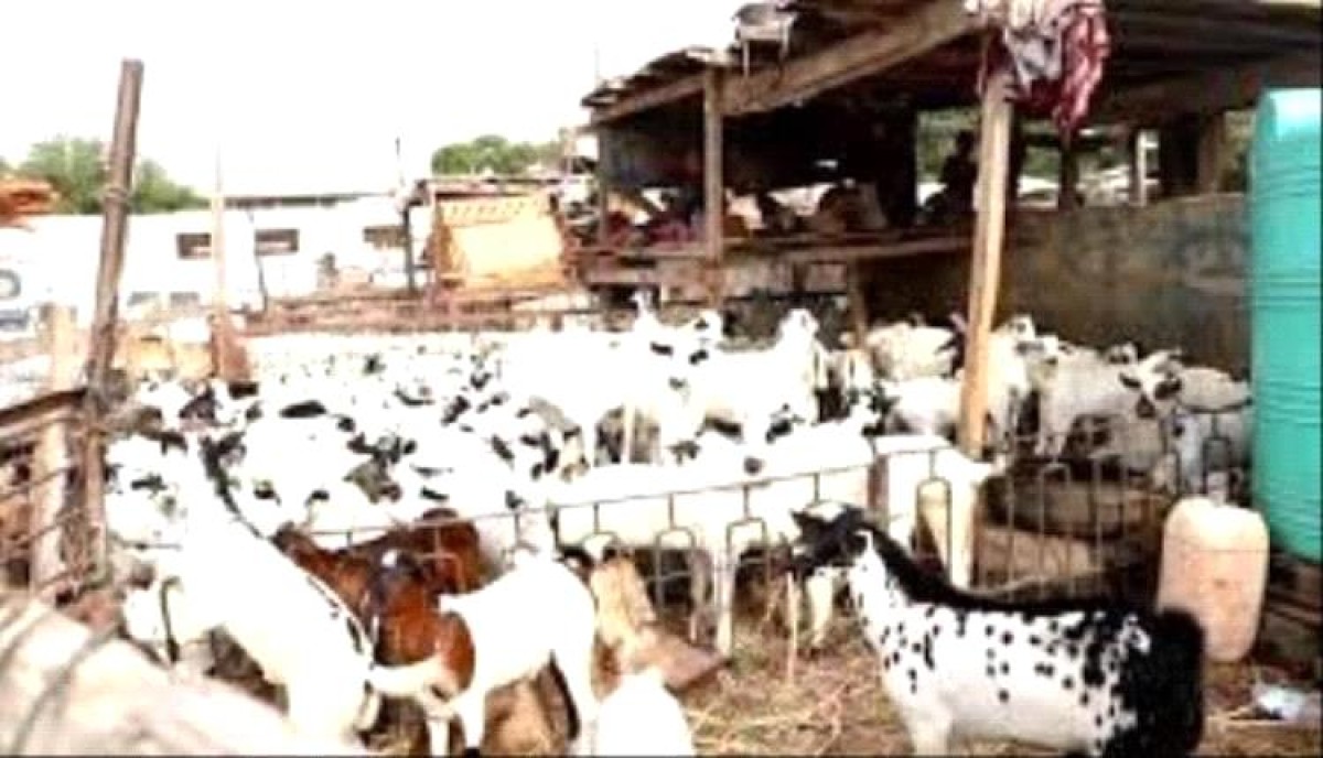 Local livestock price bulletin in Aden today, Thursday