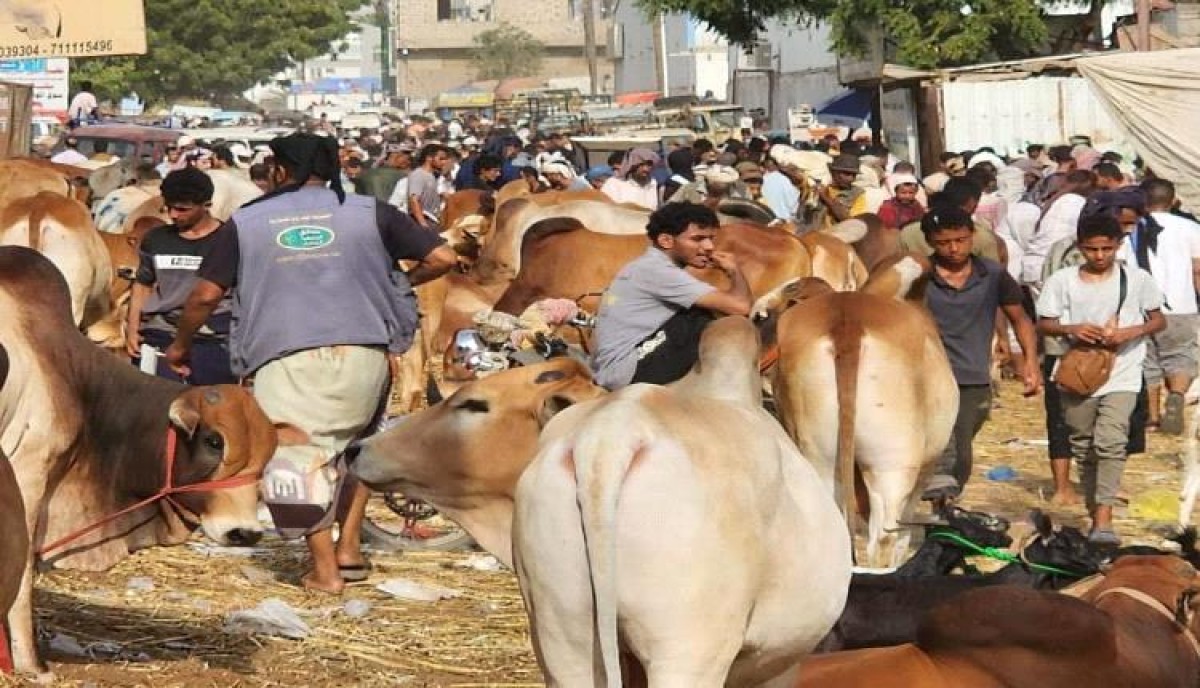 الأضحية مهددة بالانقراض في اليمن: هل ستصبح ذكرى من الماضي؟