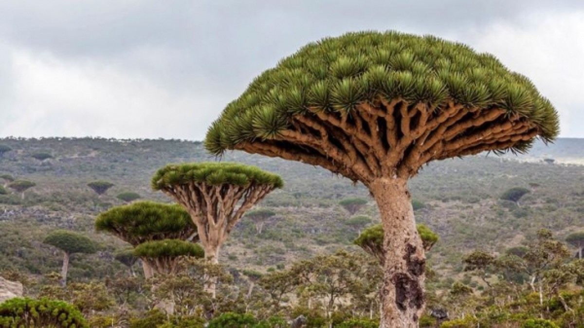 A Yemeni official warns against including Socotra Island on the list of threatened sites