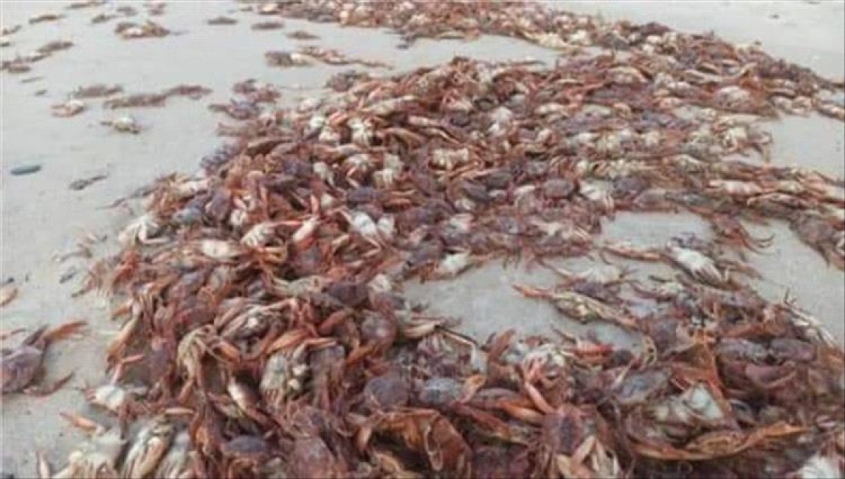 Socotra: Large numbers of crabs have died, and an official source explains the reasons