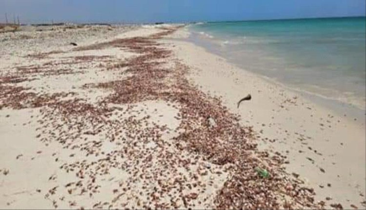 Socotra: Large numbers of crabs have died, and an official source explains the reasons