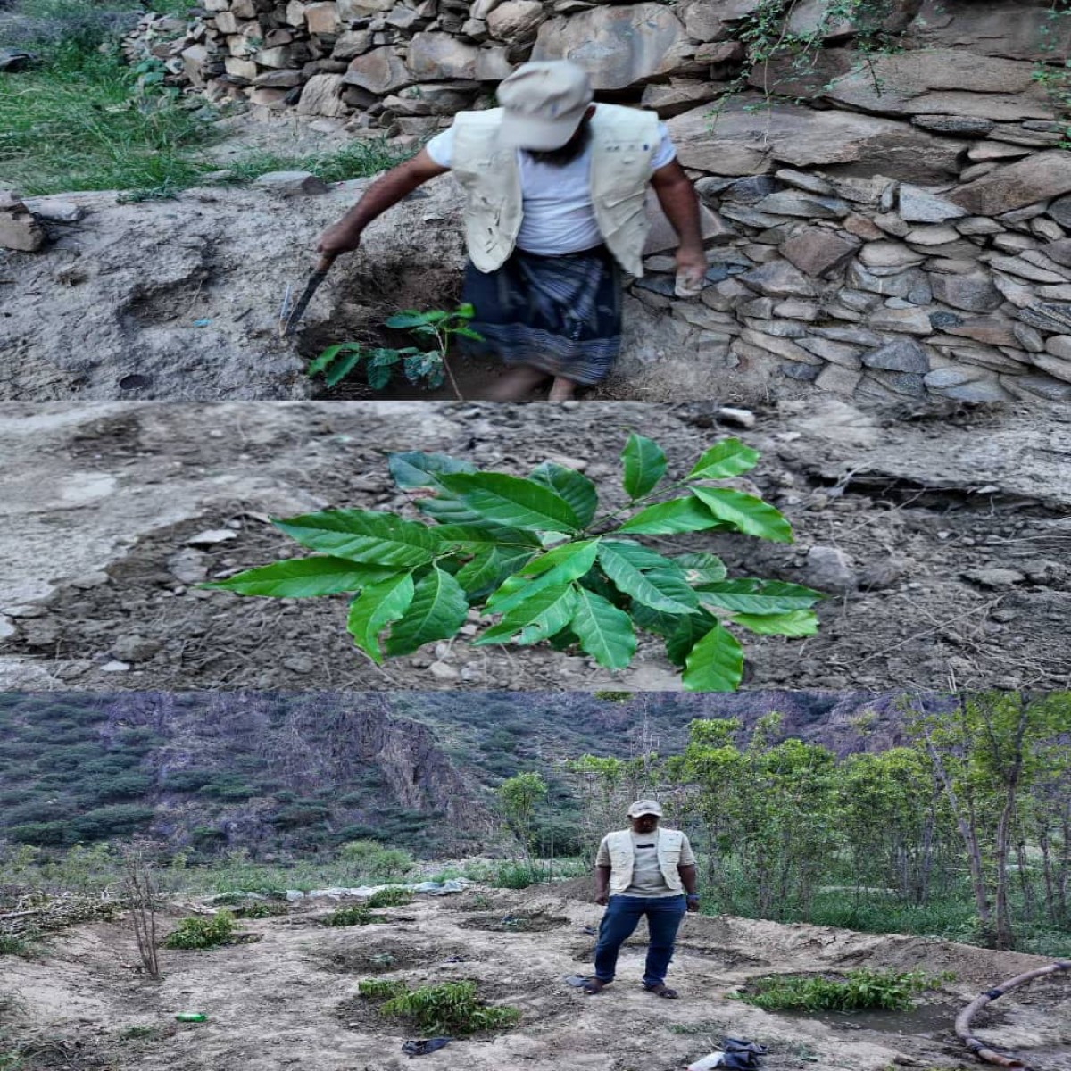 Planting 150 Bin Yafai seedlings in Yahr, Lahj Governorate