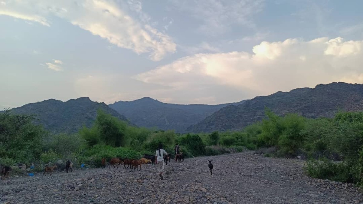 Houthi militias displaced hundreds of families in Lahj after targeting their homes and lands with heavy weapons