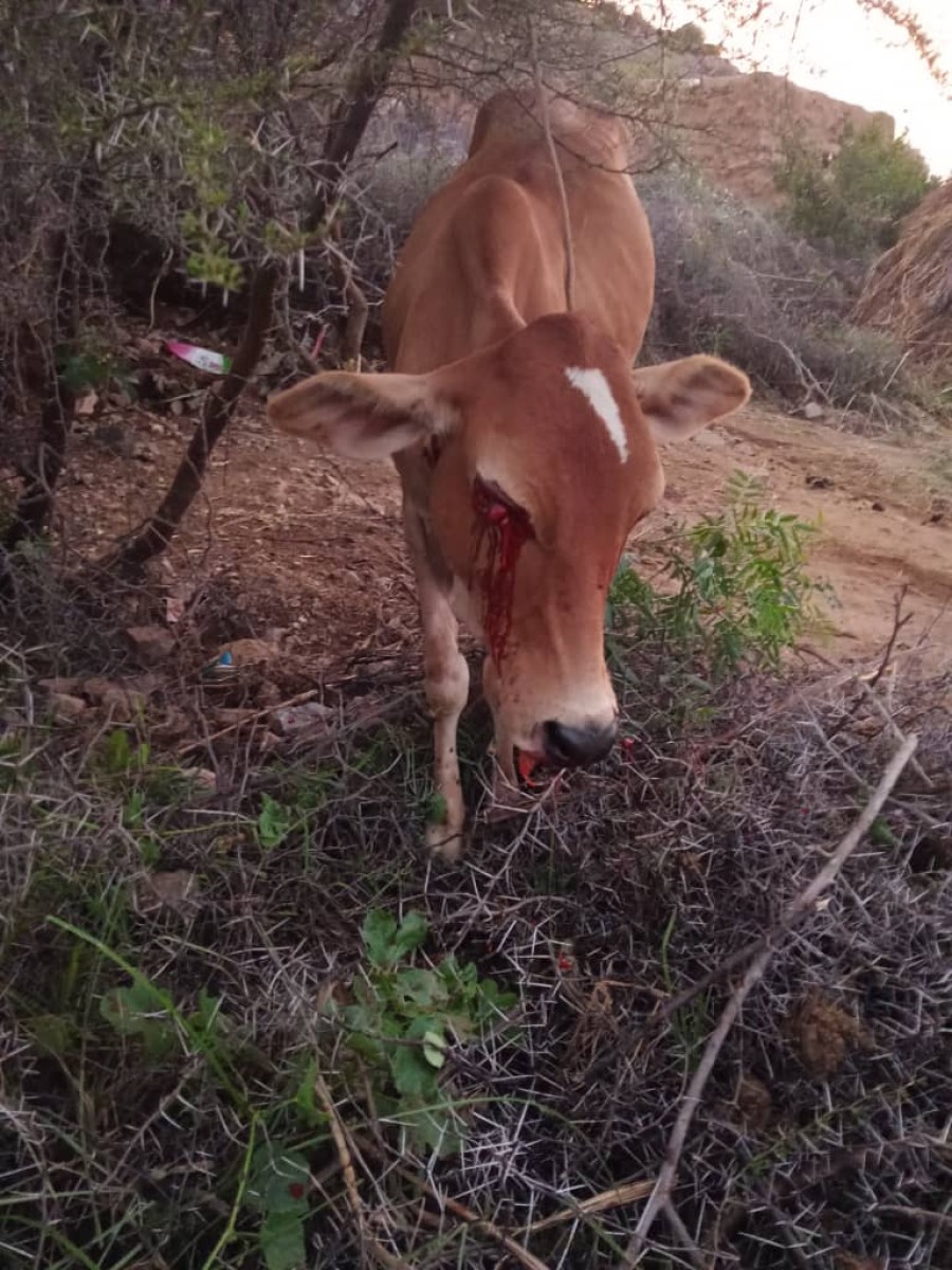 Houthi bombing targets civilians and livestock in southern Hays