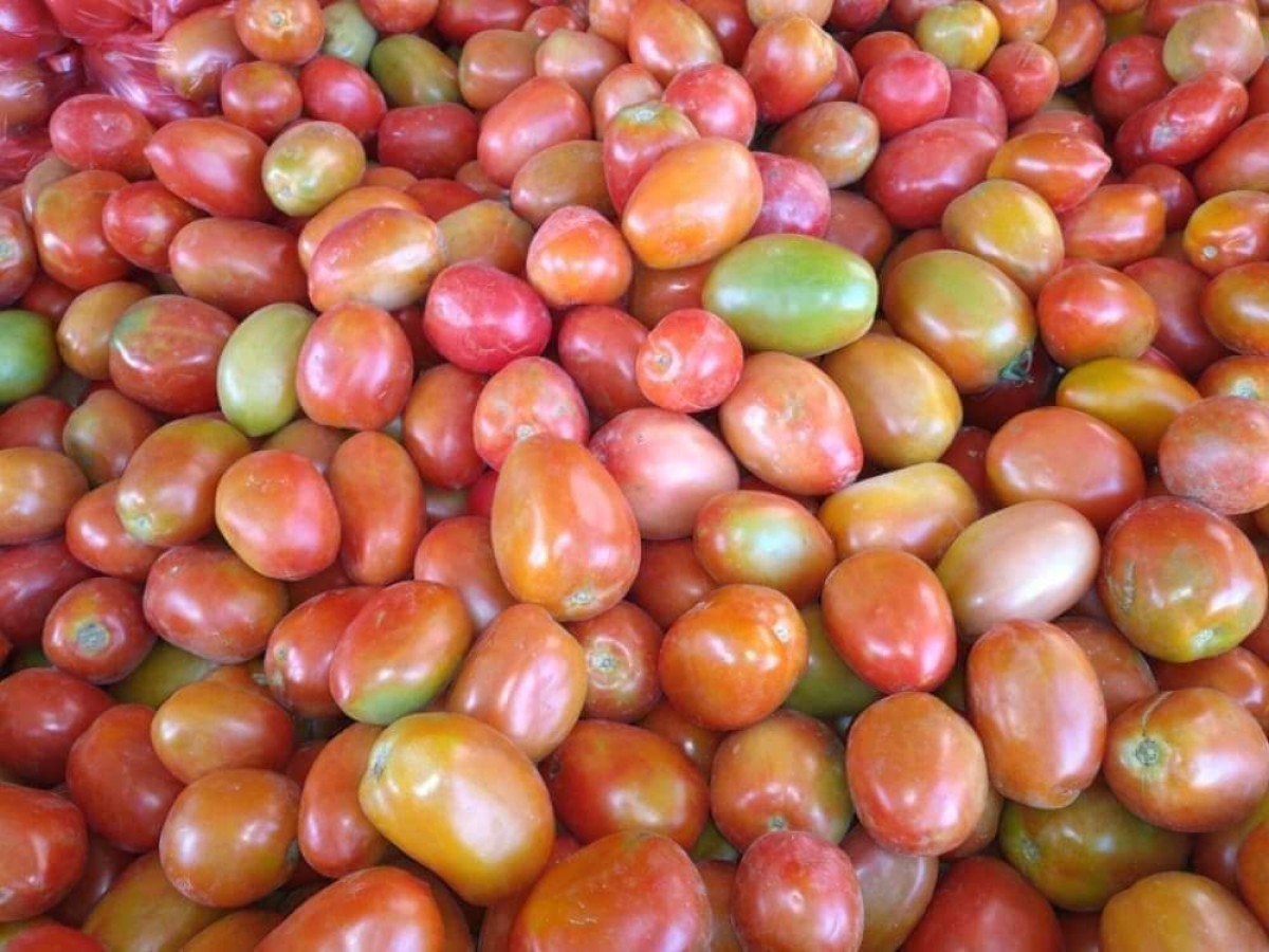 Importing tomatoes from Jordan reduces prices in Aden