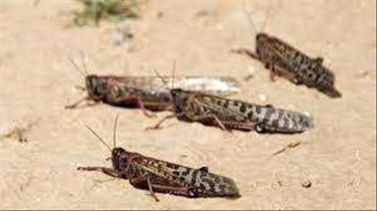 The United Nations reveals the date of locust reproduction in Yemen