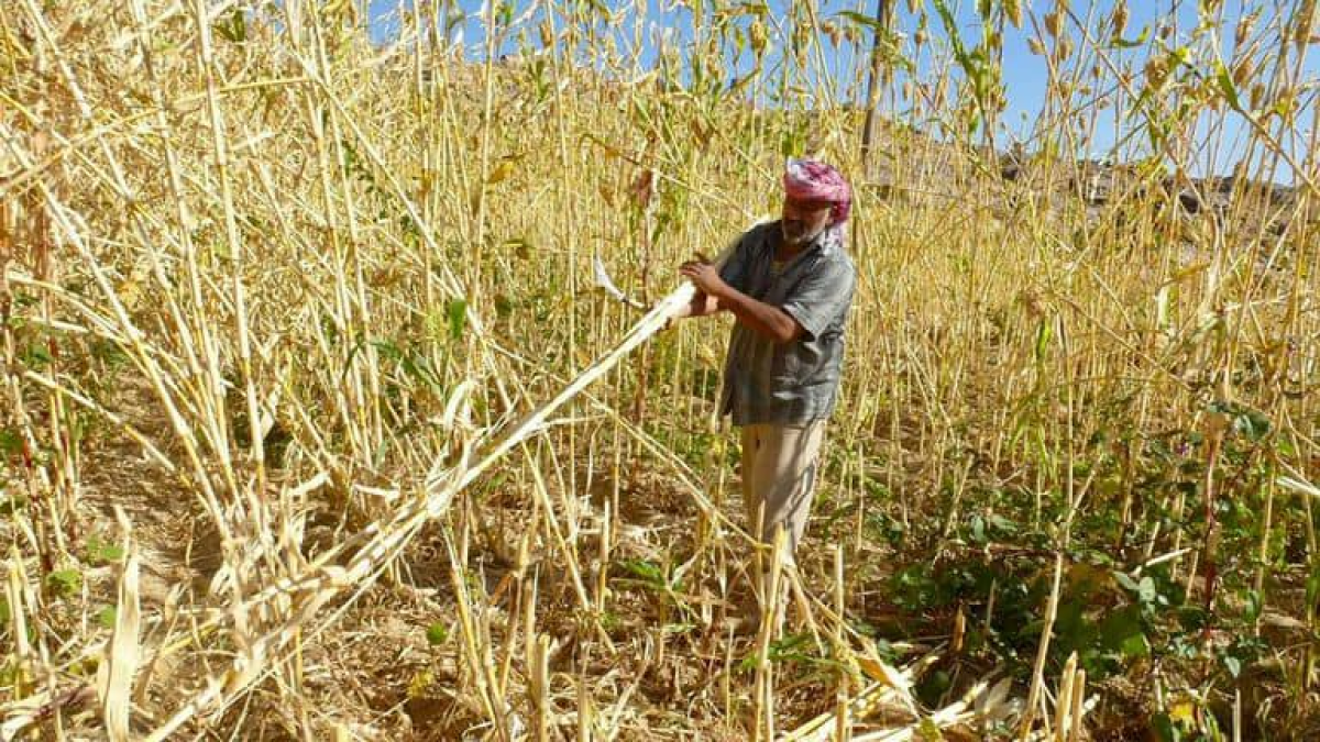 Harvest season in Yemen.. Decline in production exacerbates farmers’ crises