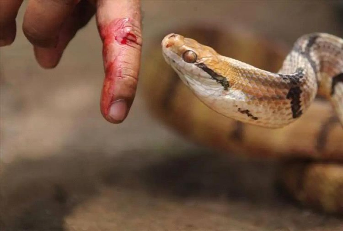 A child died after being bitten by a poisonous snake in Al Dhalea