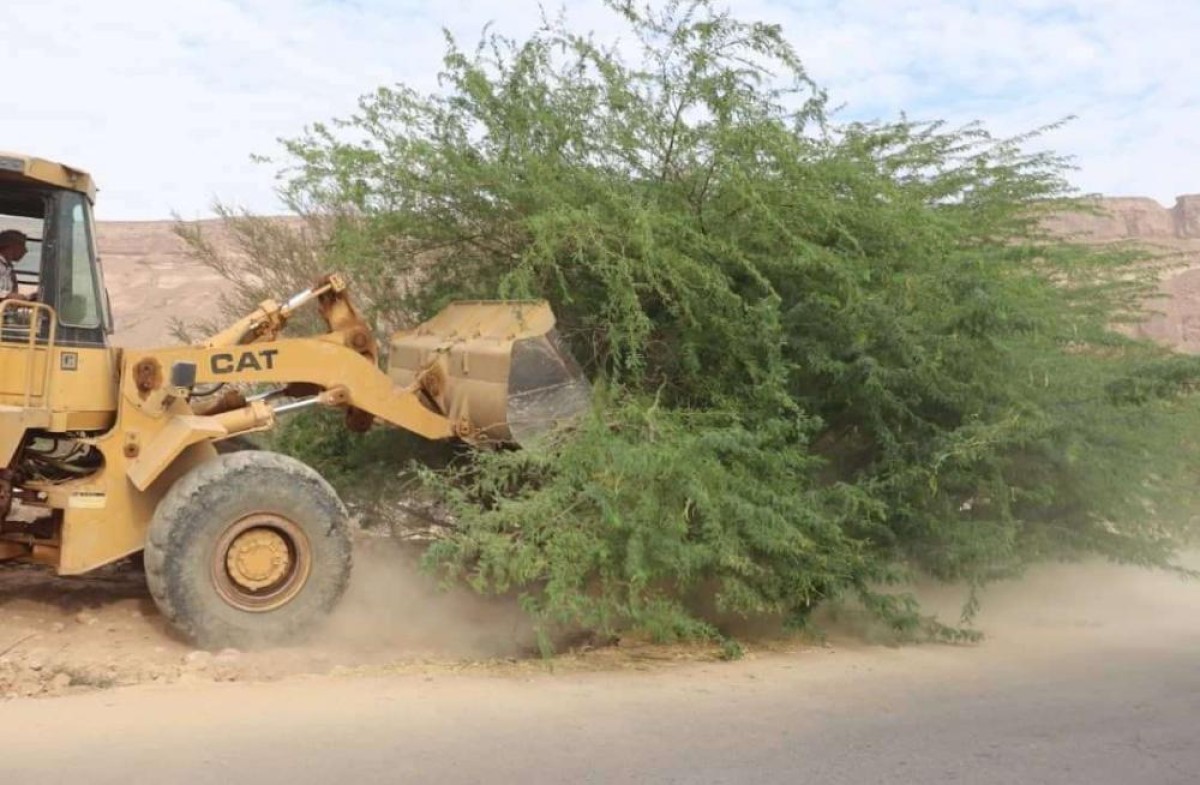 A campaign to remove cisban trees on the Al Ghaydah-Tunnels Road, funded by the local authority