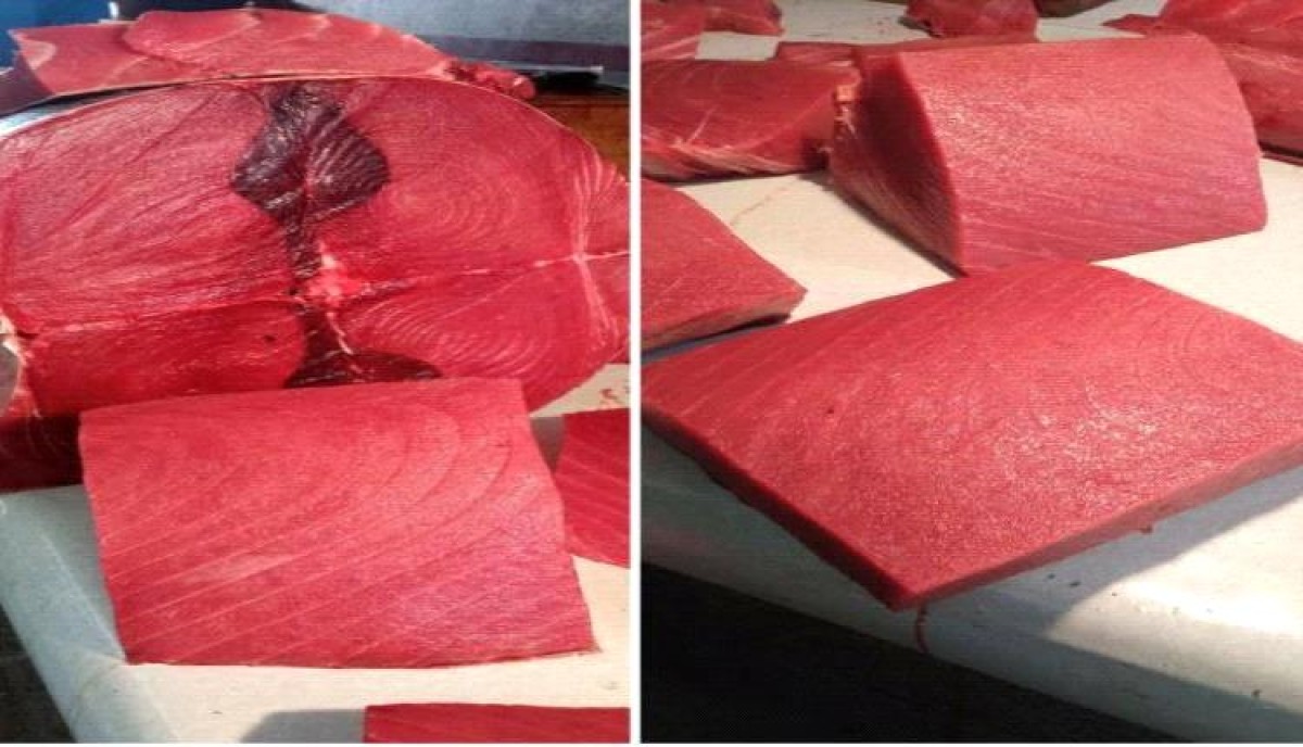 أسعار الأسماك في العاصمة عدن اليوم الثلاثاء 3 يونيو