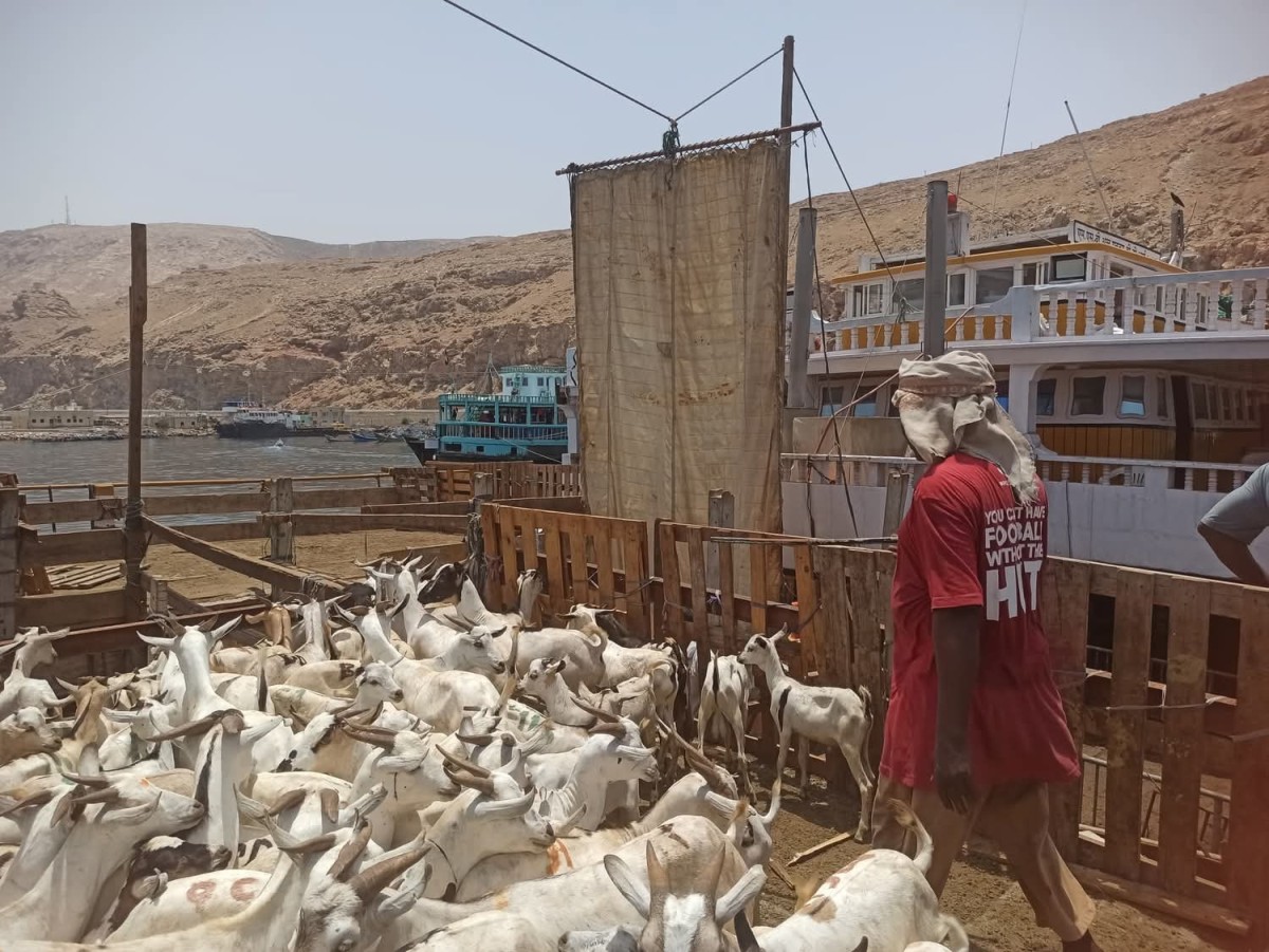 Mukalla port receives dozens of wooden ships loaded with sheep coming from Somalia