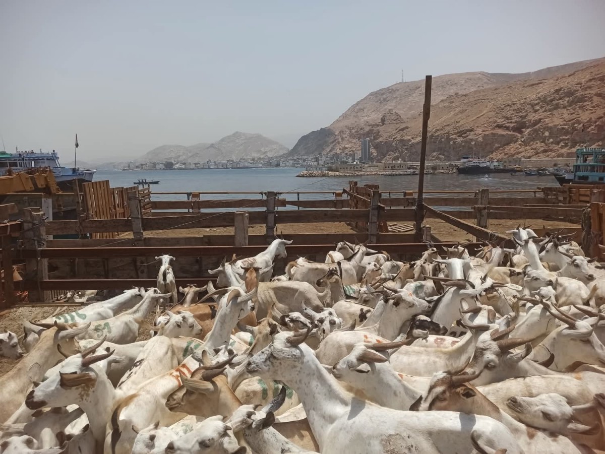 Mukalla port receives dozens of wooden ships loaded with sheep coming from Somalia
